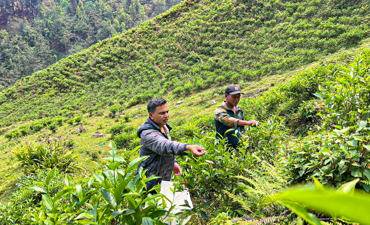 वडाध्यक्षको एउटा जुक्तिले बदलियो गाउँको परिचय