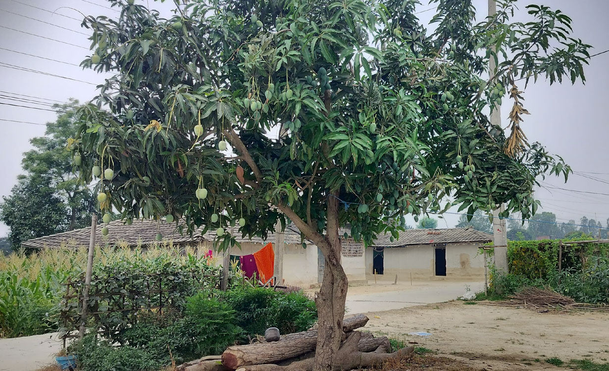 प्रकृतिको लिला– एउटै बोटमा फल्छन् दुई जातका आँप